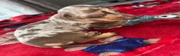 Miniature Dachshund dogs for sale: Miniature smooth haired dachshund  in Bridgend - Advert 8