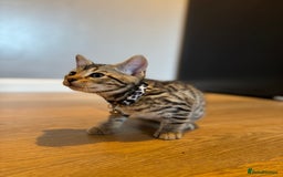 Bengal cats for sale: Ava’s Finest Pure Bengals, THREE Kittens Left. . . in Northampton - Image 27