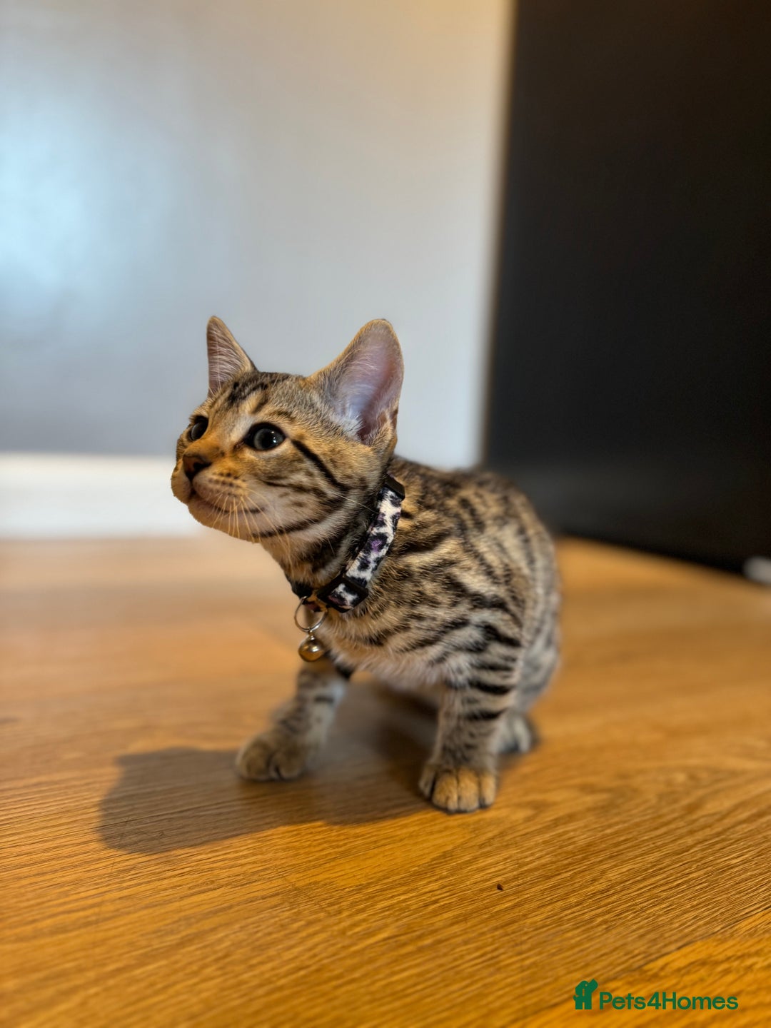 Bengal cats for sale: Ava’s Finest Pure Bengals, THREE Kittens Left. . . in Northampton - Image 27