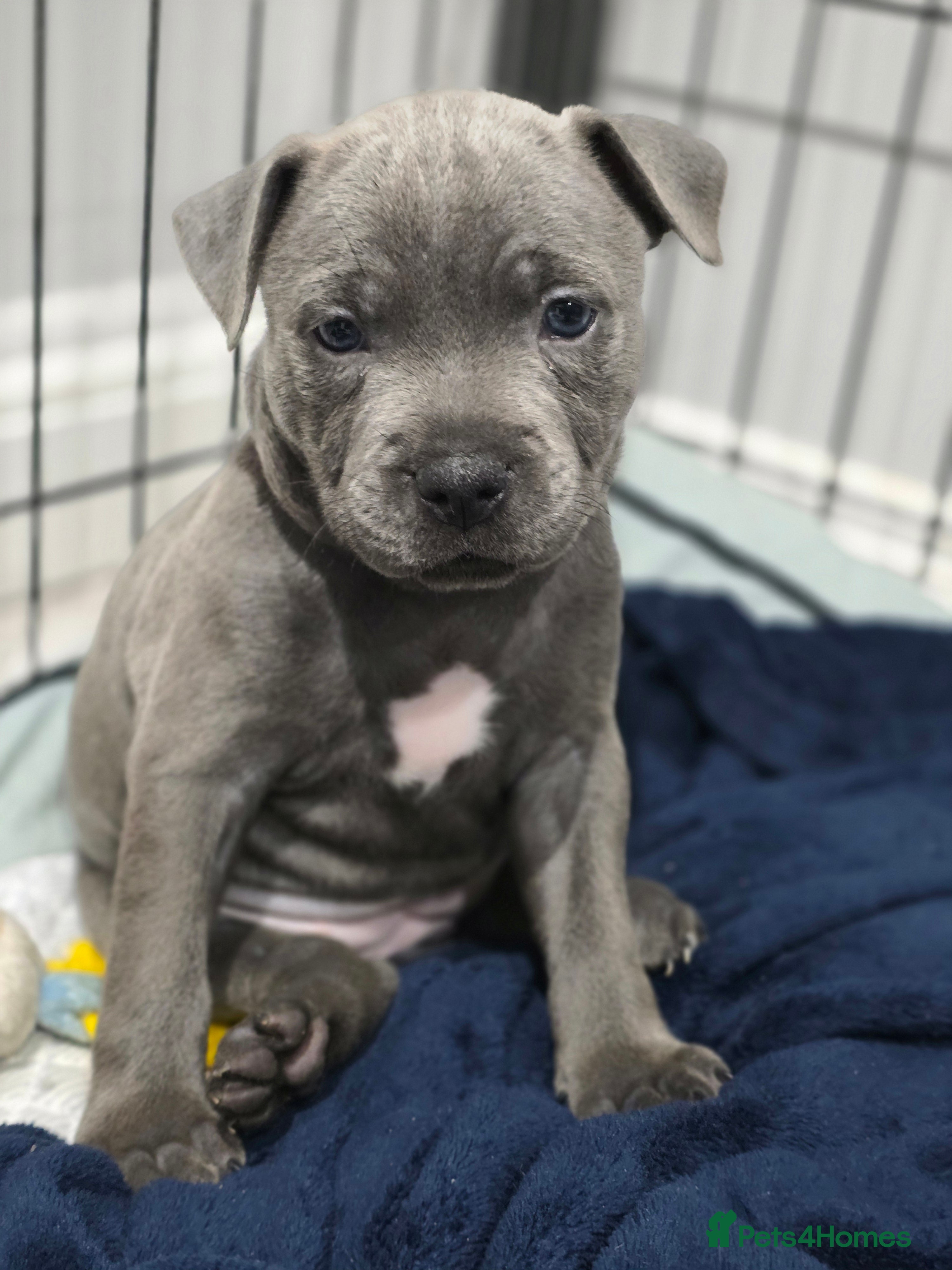 Staffordshire Bull Terrier dogs 2 Girls left ❤️🩷Blue Staffordshire Bull Terrier  - Advert 17