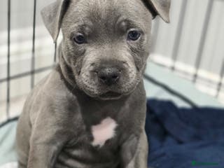 Staffordshire Bull Terrier dogs 2 Girls left ❤️🩷Blue Staffordshire Bull Terrier - Advert 17