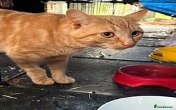 Domestic Shorthair cats for sale: Rimber and simba, our ginger rescues 🧡 - Image 8
