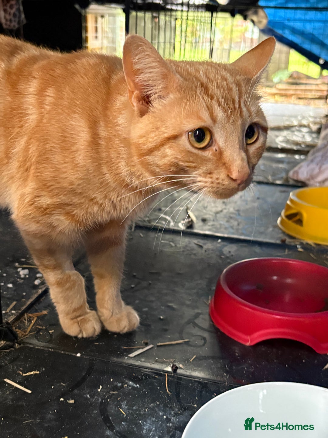 Domestic Shorthair cats for sale: Rimber and simba, our ginger rescues 🧡 - Image 8