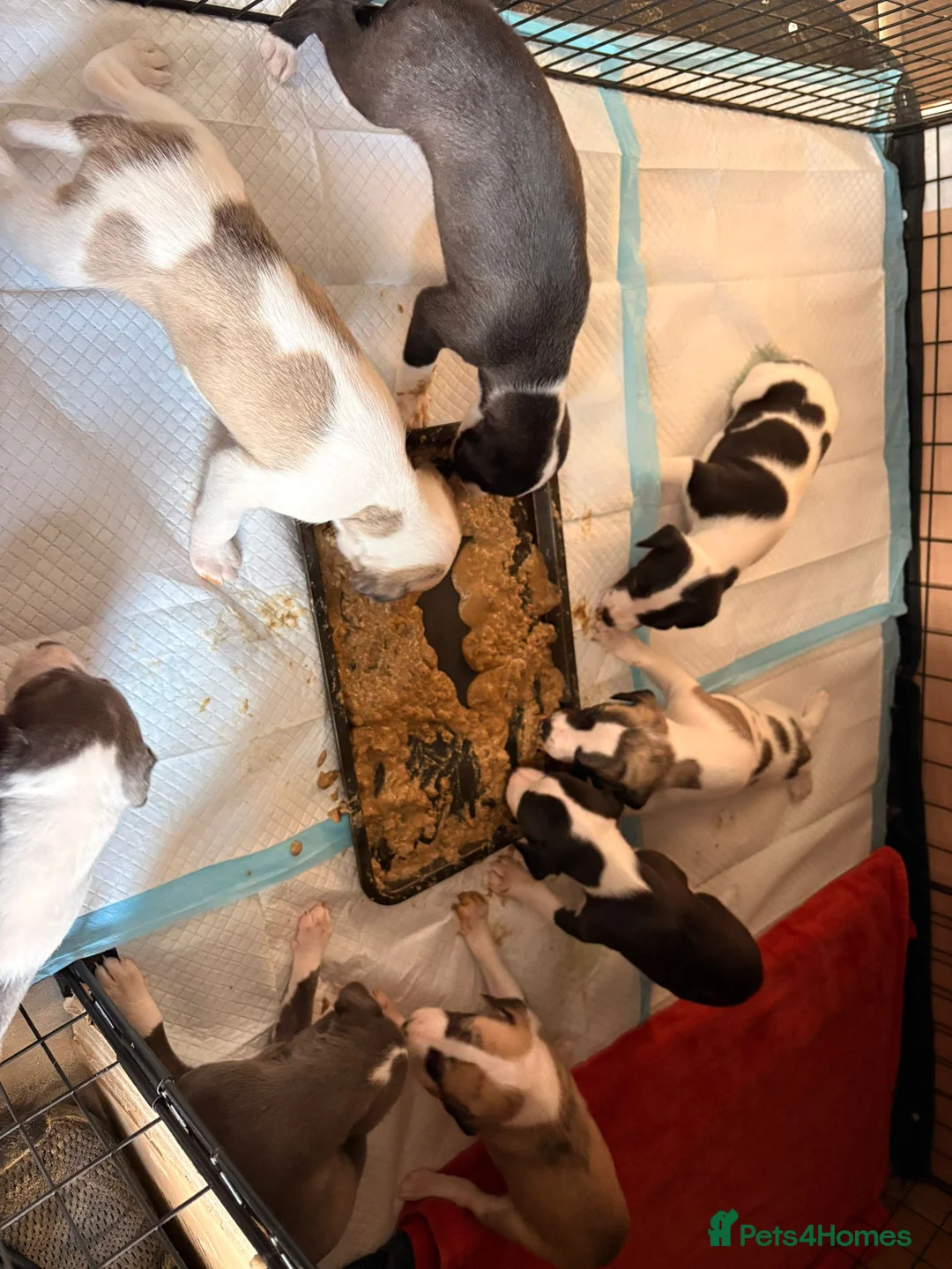 Whippet dogs for stud: 🐾 ZANE – KC REG WHIPPET STUD (PROVEN) 🐾 - Advert 3