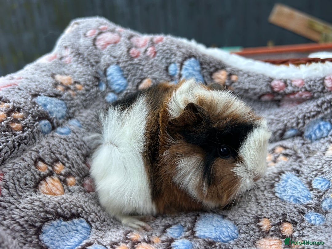 Guinea Pig rodents for sale: Guinea pigs for reservation  - Advert 6