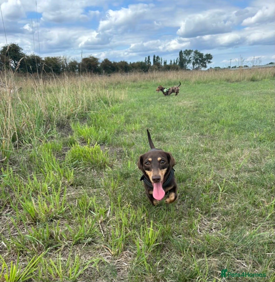 Miniature Dachshund dogs for sale: Last 2 Miniature Dachshund Pups Ready 23rd Dec! - Advert 22