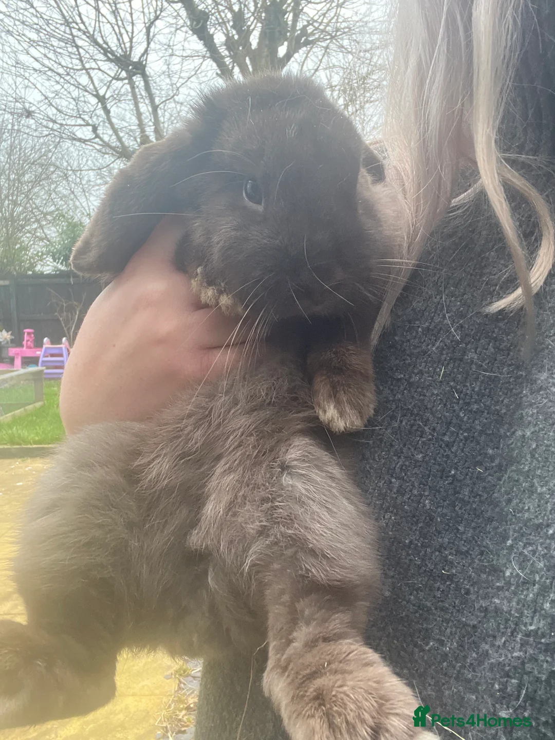 Mini Lop rabbits for sale: Mini lop female rabbit for sale - Advert 5