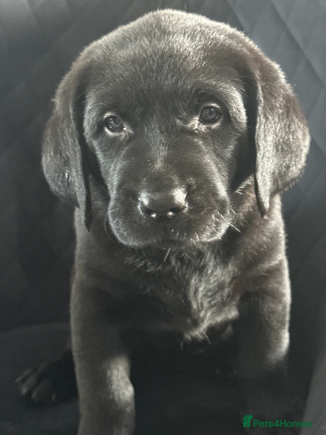 Labrador Retriever dogs for sale: Beautiful Labrador puppies  - Advert 5
