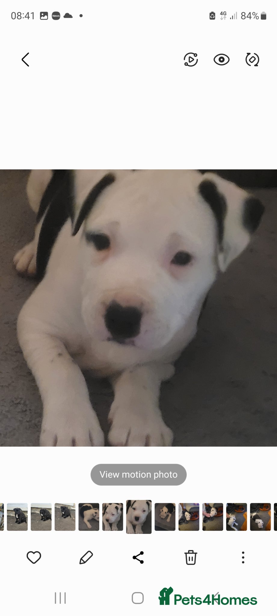 Mixed Breed dogs Staffy x - Advert 1