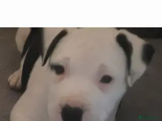 Mixed Breed dogs Staffy x - Advert 13