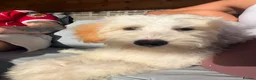 Australian Labradoodle dogs for sale: Beautiful Labradoodle Puppy  - Advert 3