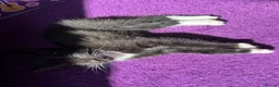 Mixed Breed cats for sale: 2 perfect boy kittens ready to leave  - Advert 11