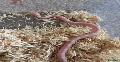 Corn Snake reptiles - Advert 3