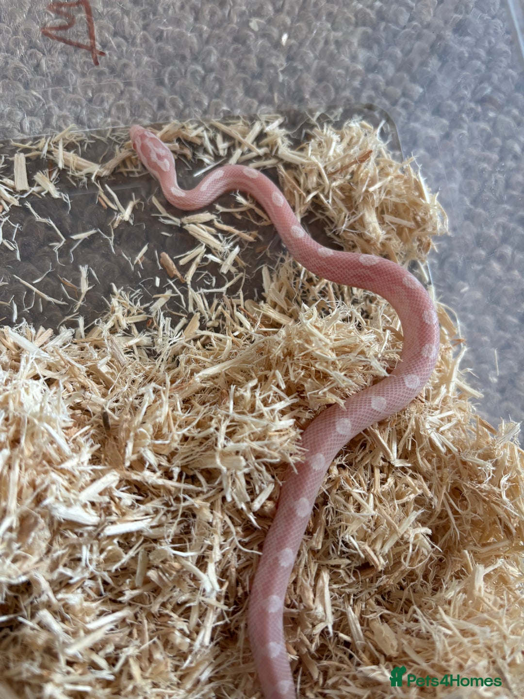 Corn Snake reptiles for sale: Baby corn snakes, snows, amel het palmetto, anery - Image 2