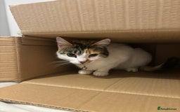 British Longhair cats for sale: Lulu female 2 years old  - Image 13