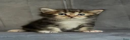 Kurilian Bobtail cats for sale: Rare Kurilian Bobtail Kittens Available - Advert 8