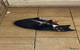 Mixed Breed cats for sale: Beautiful male kitten - Image 1