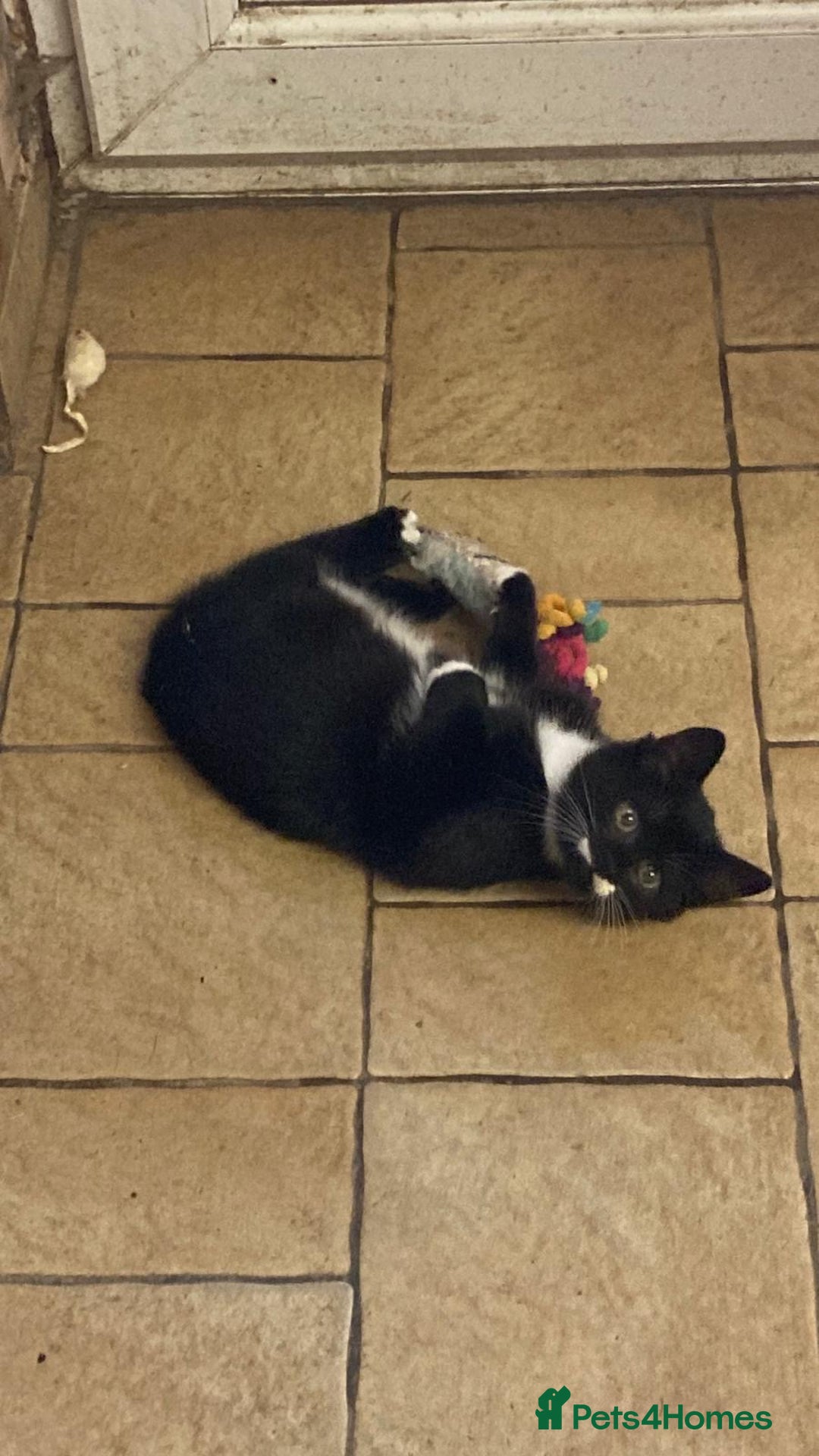 Mixed Breed cats for sale: Beautiful male kitten - Image 1