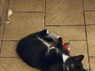 Mixed Breed cats - Advert 1