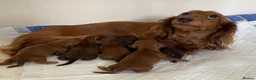 Dachshund dogs for sale: Miniature longhaired dachshund Puppies for sale  - Advert 21