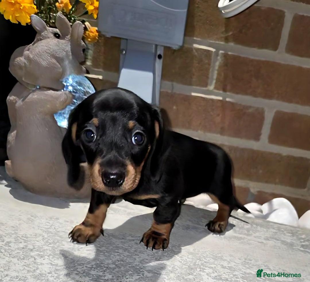 Miniature Dachshund dogs for sale: Kc registered quality mini dachshund puppies - Image 20