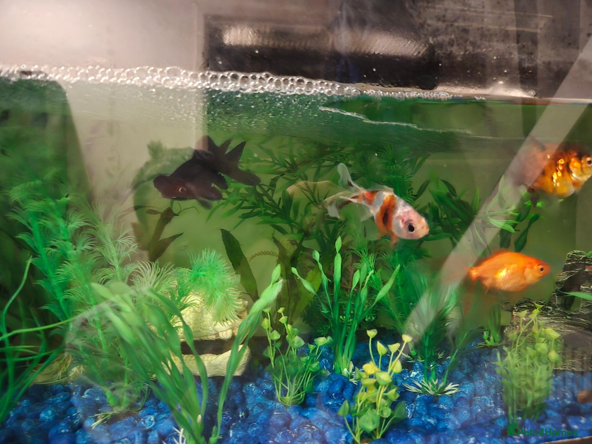 Goldfish fish for sale: X4 cold water fish  - Advert 1
