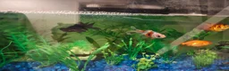 Goldfish fish for sale: X4 cold water fish  - Advert 1