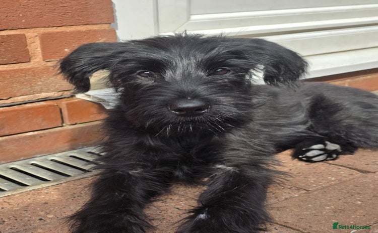 Giant Schnauzer dogs in West Bromwich - Advert 1