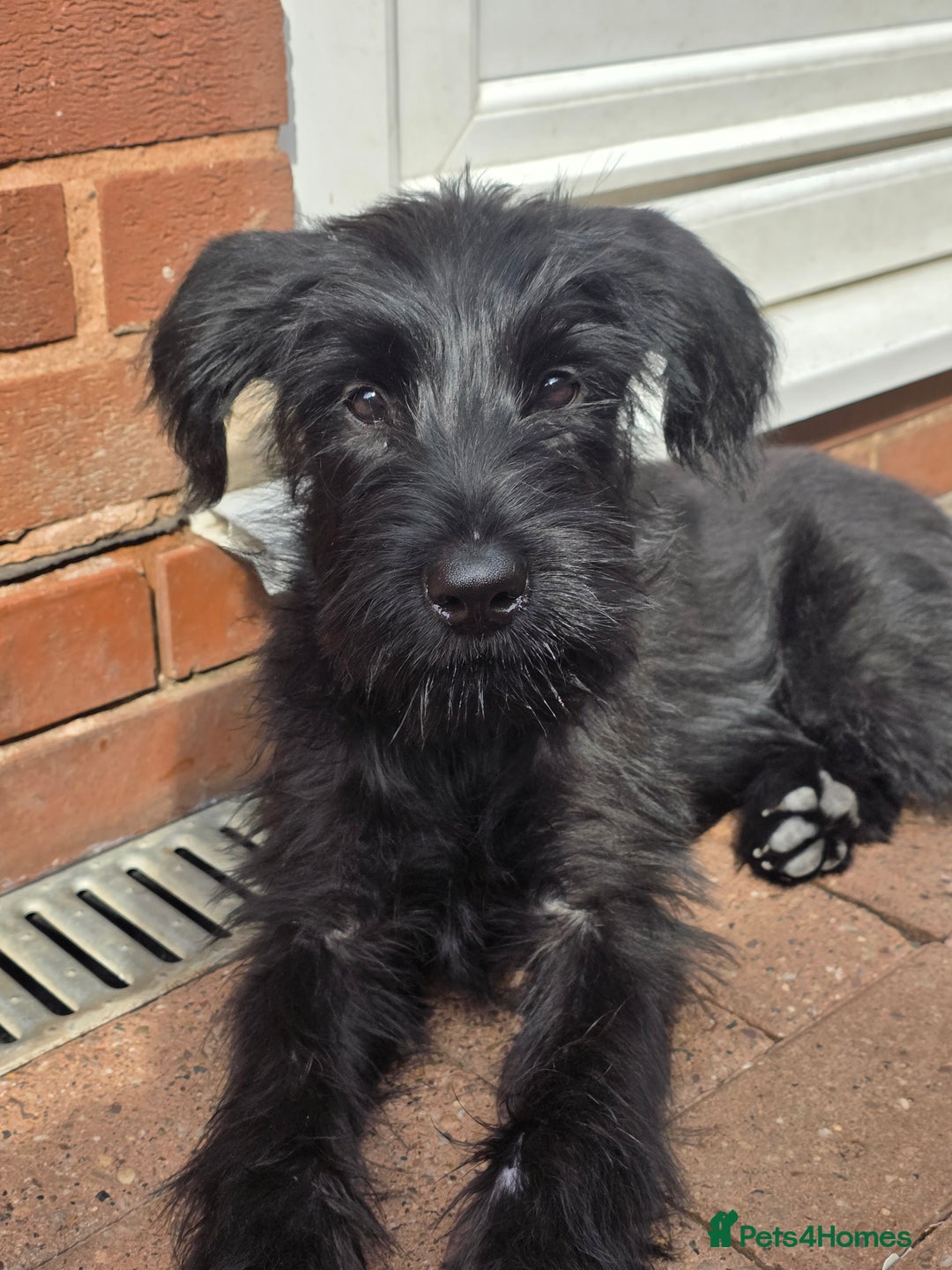 Giant Schnauzer dogs for sale: Working Line Giant Schnauzer Puppies Available  in West Bromwich - Image 1
