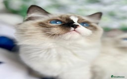 Ragdoll cats for sale: Bicolour Ragdoll Kittens Ready To Go in Castleford - Image 13