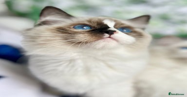 Ragdoll cats in Castleford - Advert 5