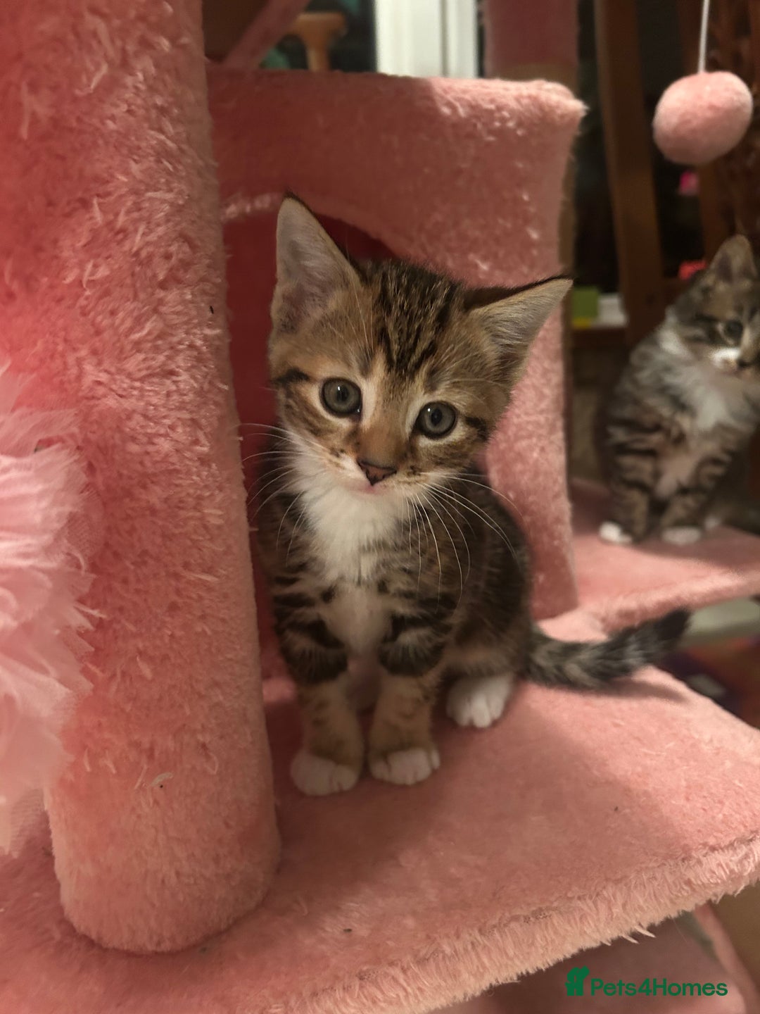 Bengal cats for sale: ❗️All reserved ❗️Bengal Cross Kittens - Advert 4