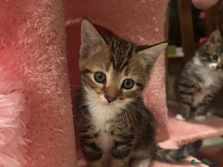 Bengal cats Bengal Cross Kittens -❗️Ready to leave 28th Jan ❗️ - Advert 18