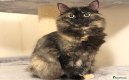 Ragdoll cats for sale: Retired Queen - Image 1