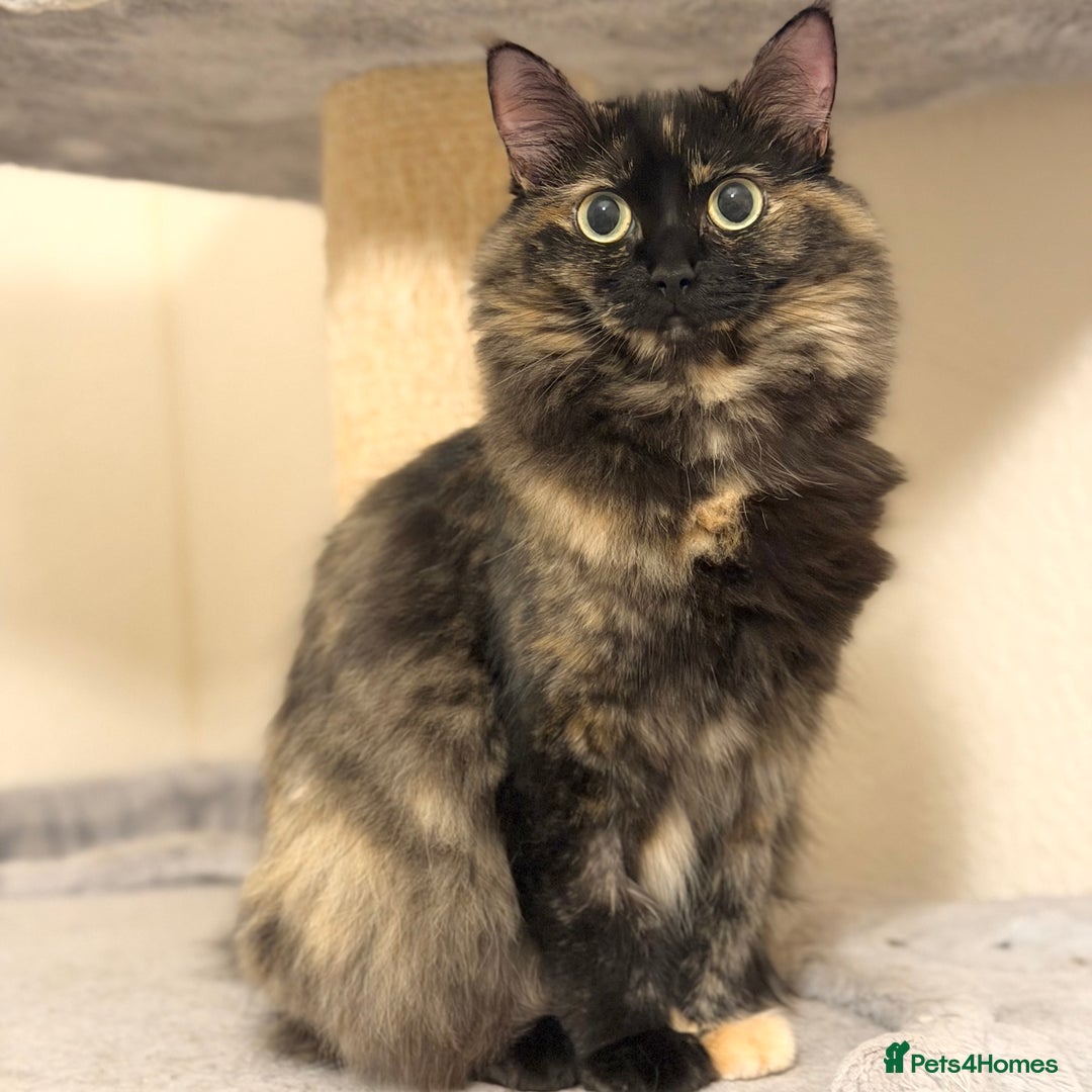 Ragdoll cats for sale: Retired Queen - Image 1