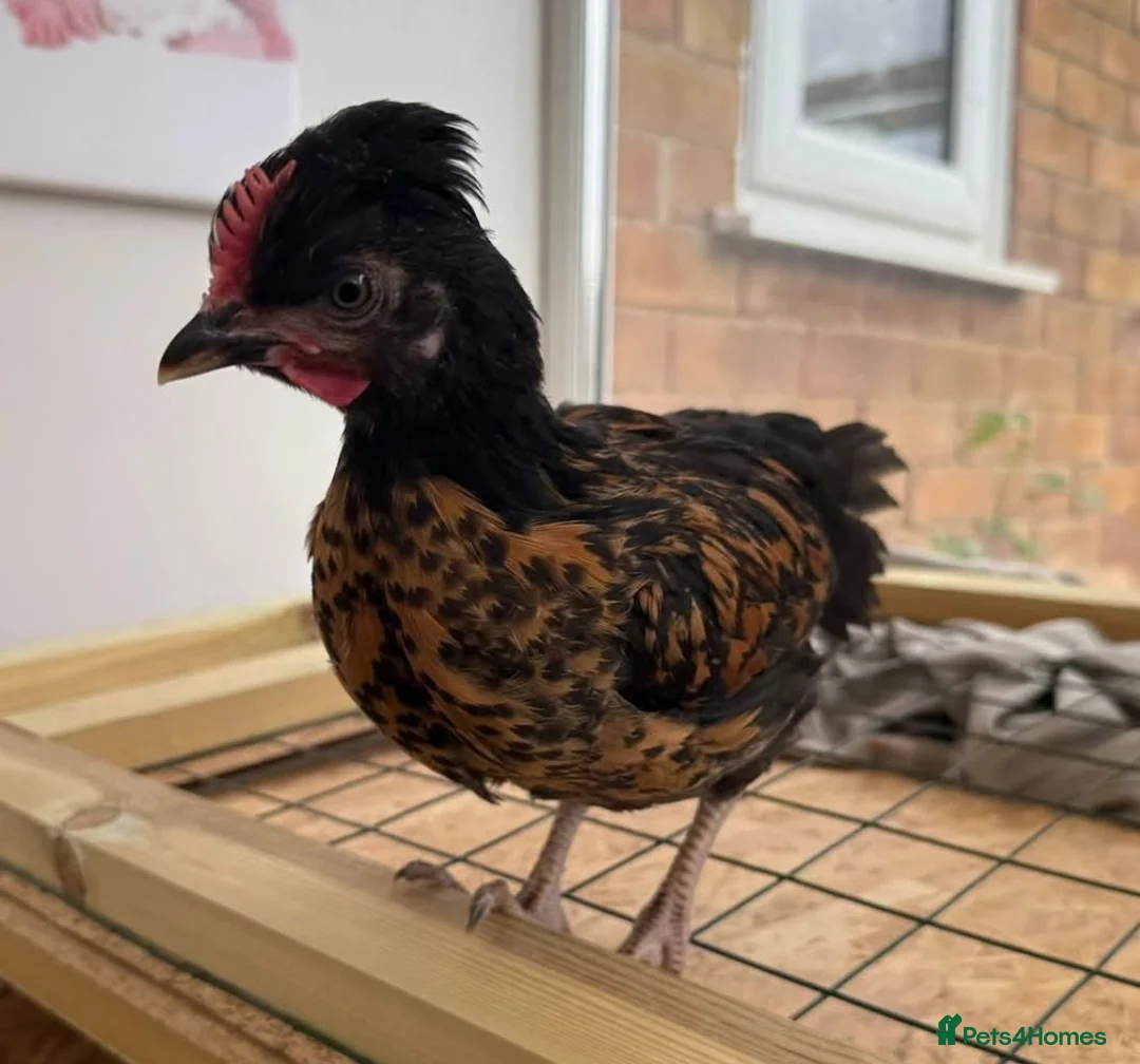 Chickens poultry for sale: 3 Cockerels - Advert 3