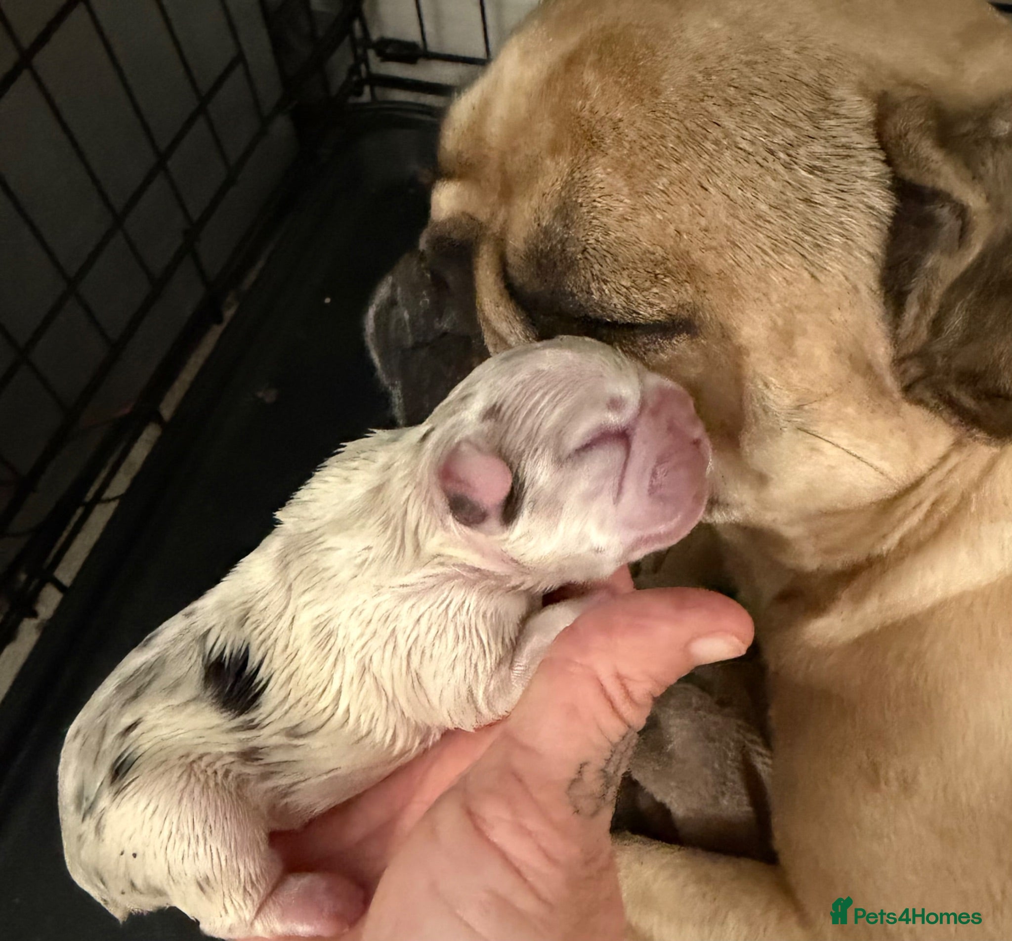 French Bulldog dogs Male white and black with blue eyes  - Advert 16