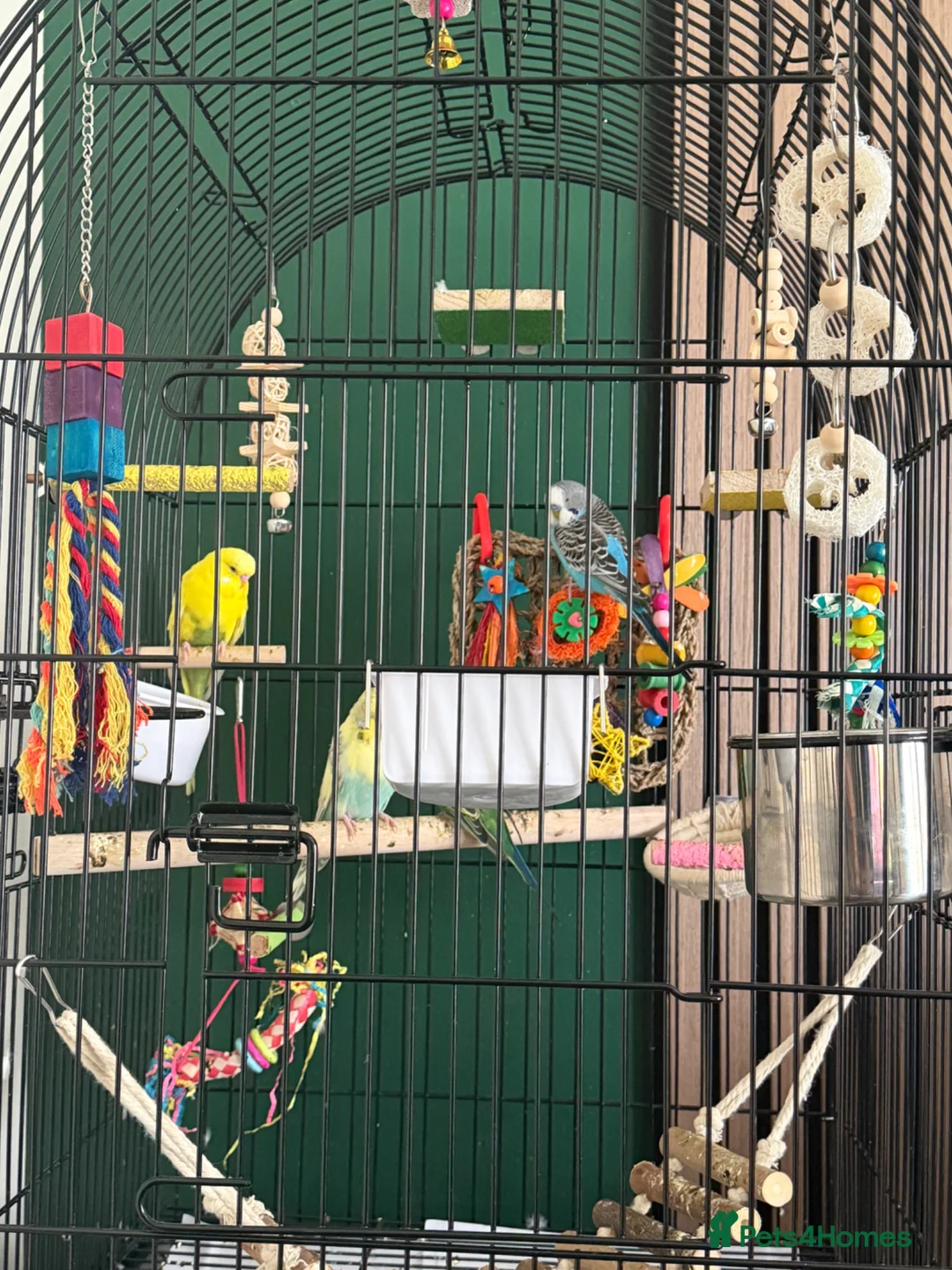 Budgerigars birds for sale: 4 friendly 2 male 2 female budgies babies - Advert 2