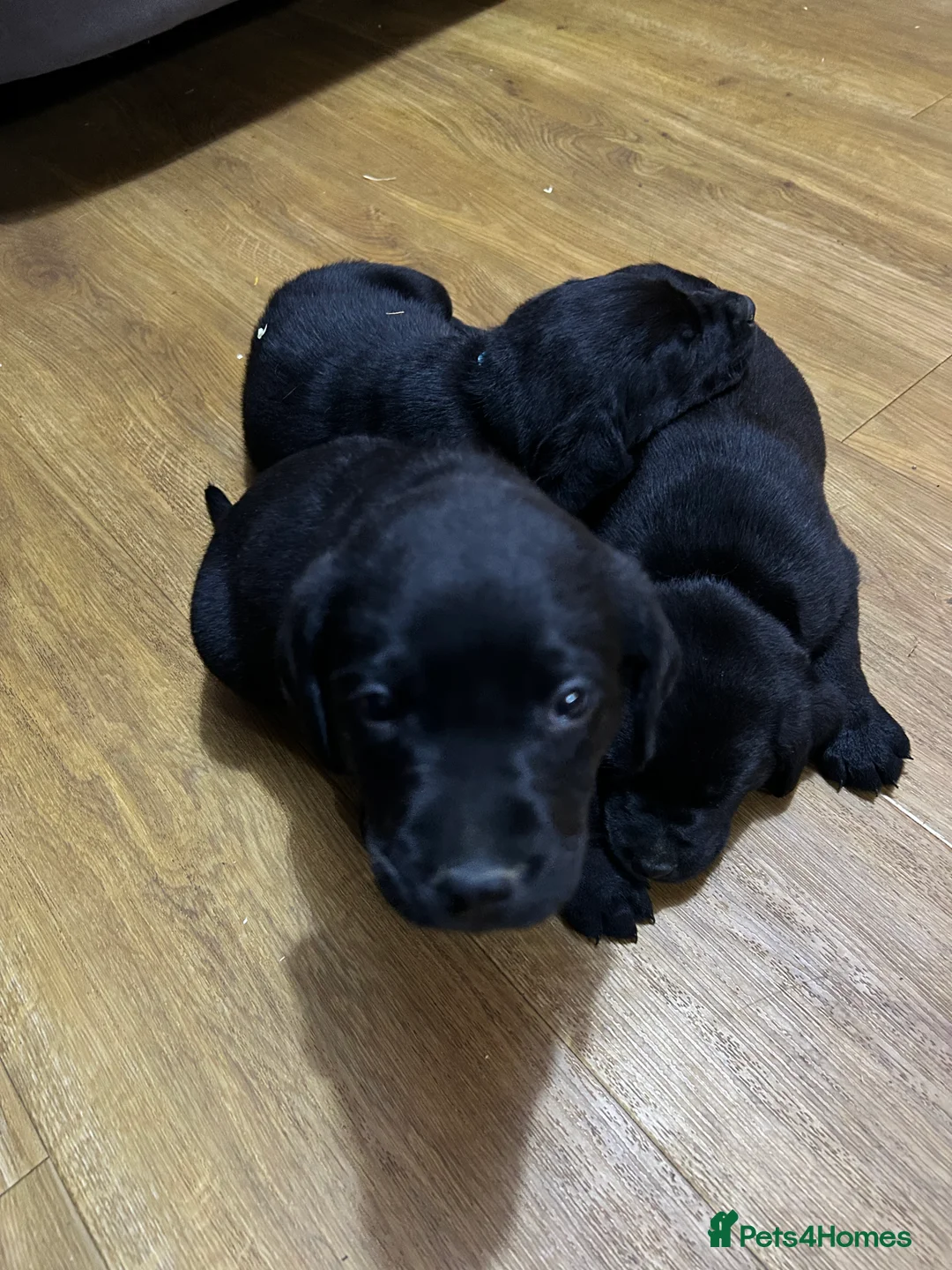 Labrador Retriever dogs for sale: KC Registered, Health Tested Labradors  - Advert 9
