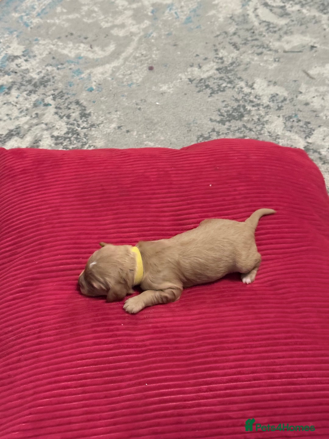 Cavapoo dogs for sale: F2 cavapoo puppies for sale - Advert 3