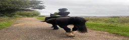 Fell horses for sale: FellxWelsh 14.1hh Gelding in Middlesbrough - Advert 5