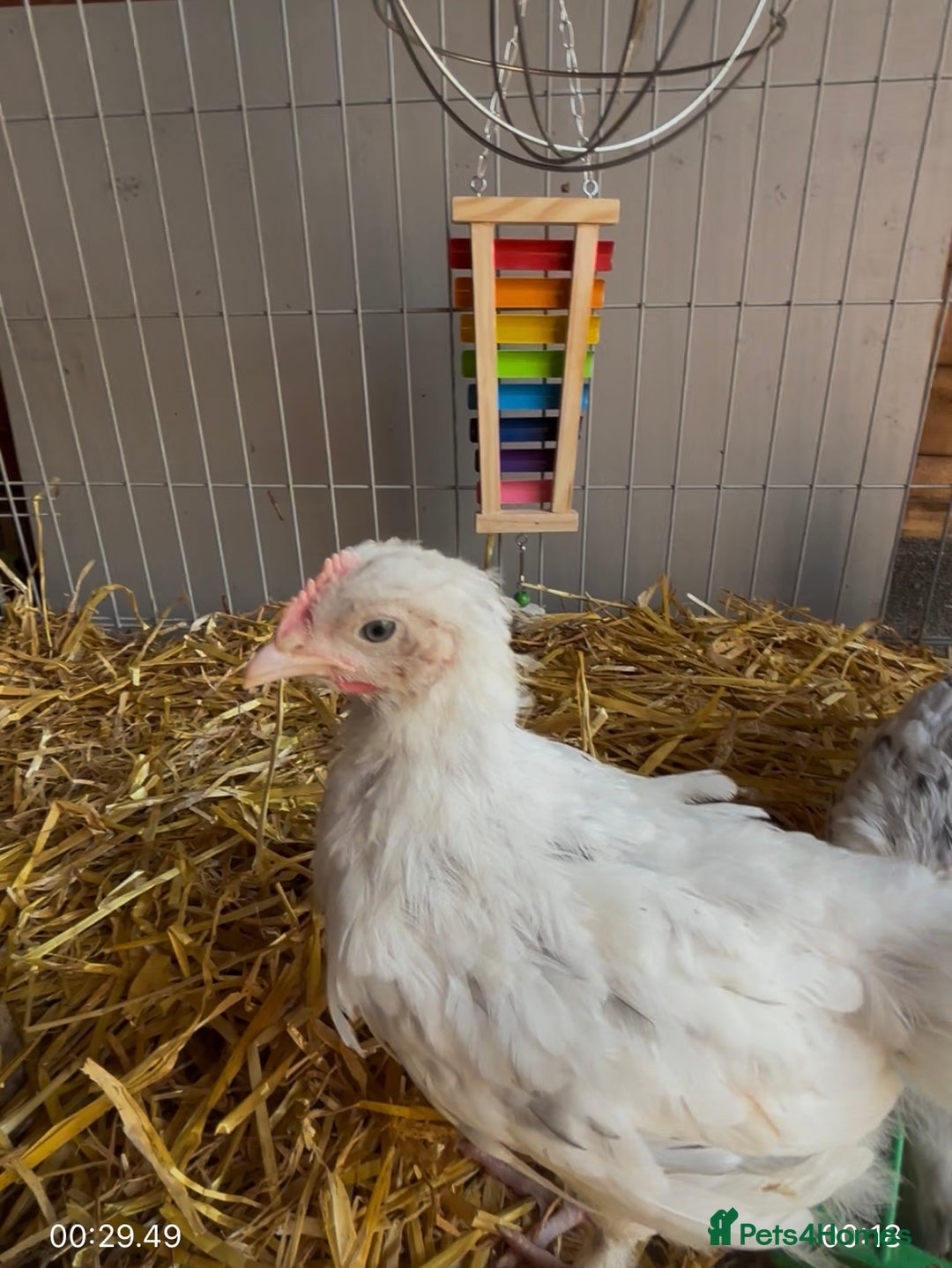 Chickens poultry for sale: Male Maran chicks cockerels  - Image 5
