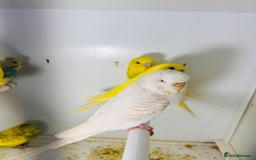 Parakeets birds for sale: Various colours/age  budgies  - Image 4