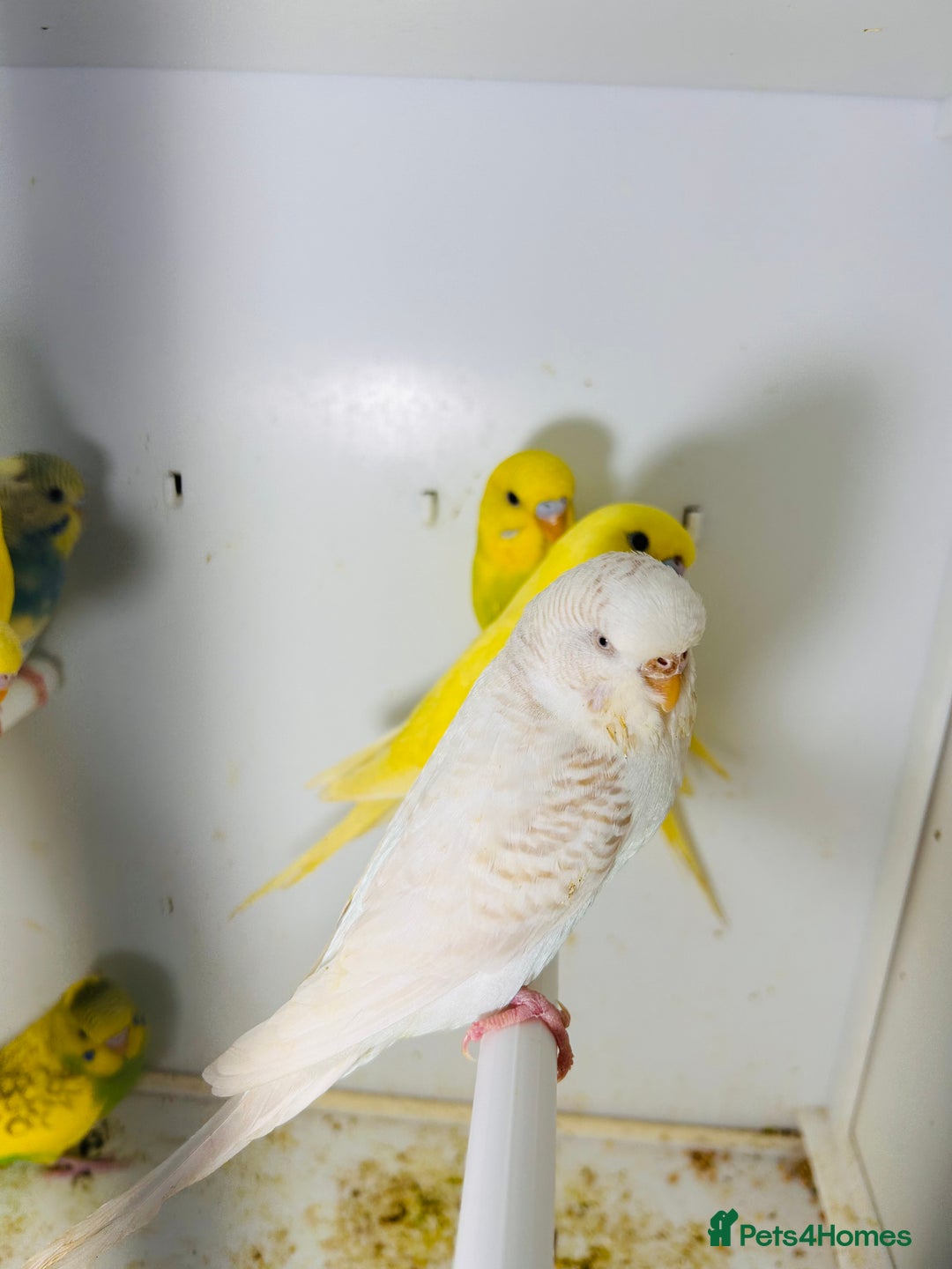 Parakeets birds for sale: Various colours/age  budgies  - Image 4