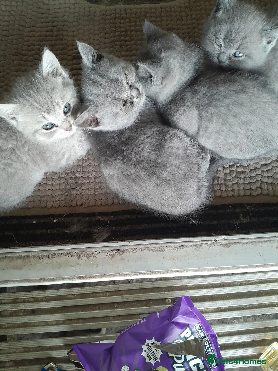 British Shorthair cats for sale: Stunning British Shorthair Kitty's - Advert 2