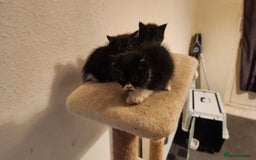 British Longhair cats for sale: British long hair kittens - Advert 12