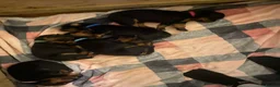Dobermann dogs for sale: Doberman puppies - Advert 8