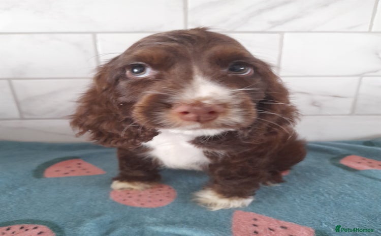 Cocker Spaniel dogs - Advert 8