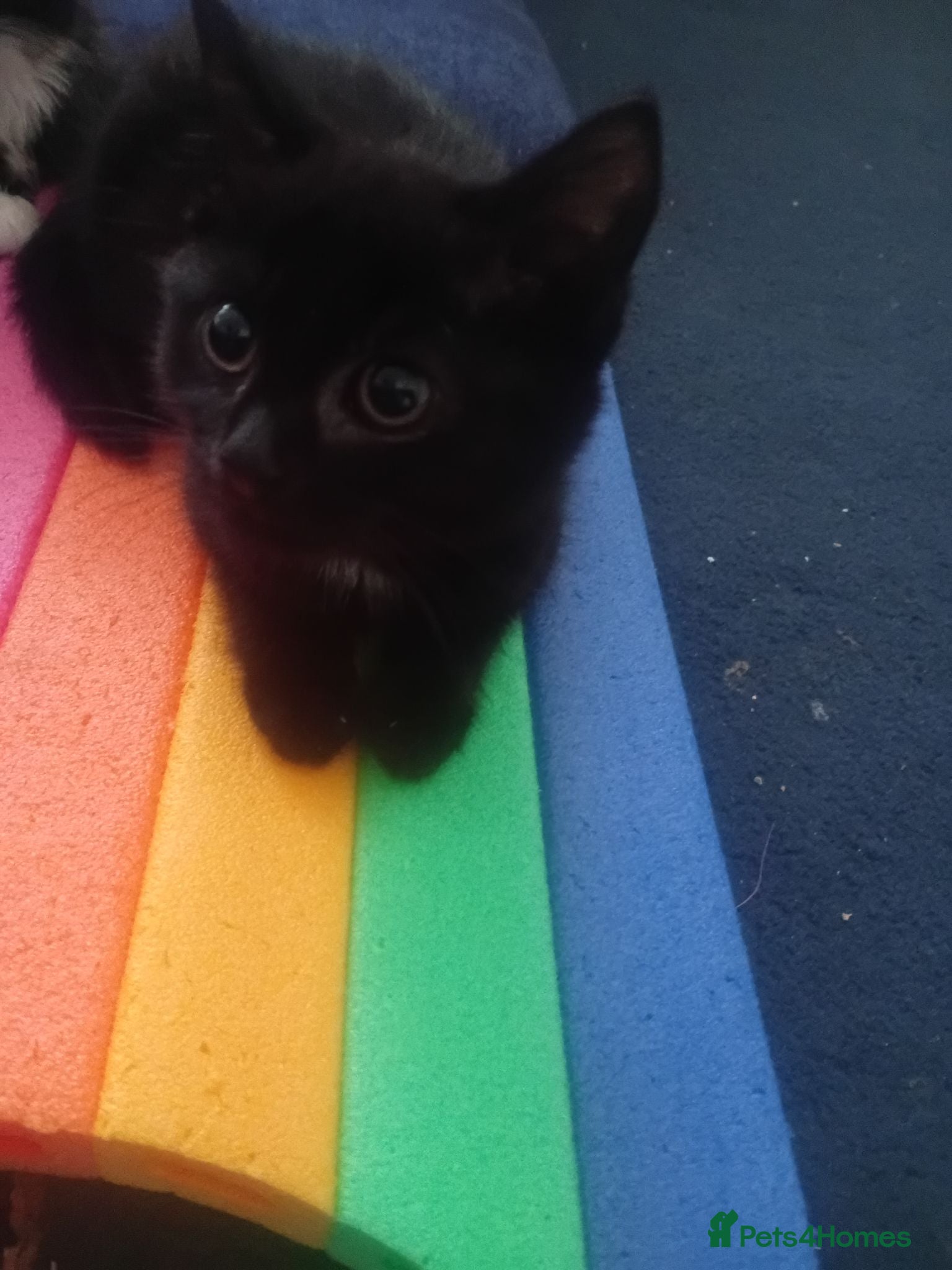 Mixed Breed cats Adorable Kitten Ready for a Loving Home - Advert 14