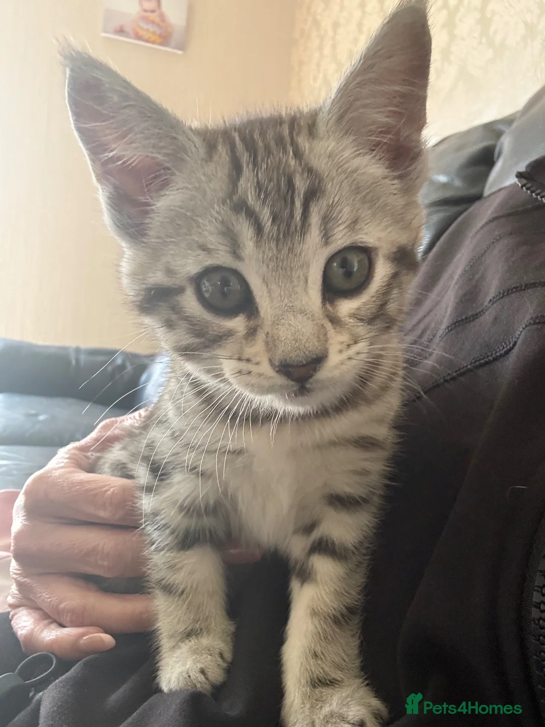 Mixed Breed cats for sale: Maine Coon x Bengal Kittens in Irvine - Advert 2